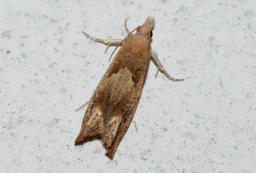 Tortricidae : Eucosma conterminana